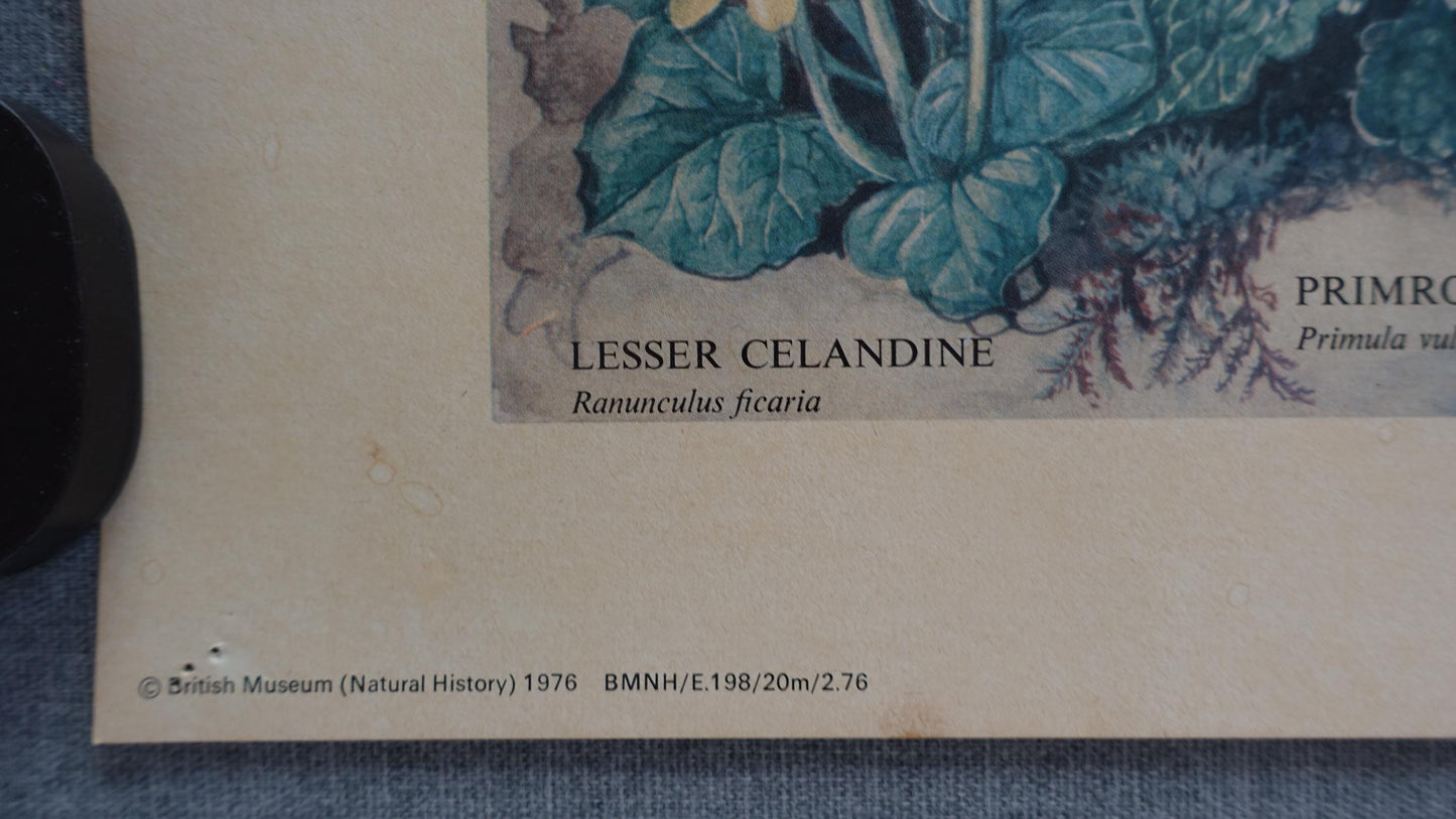 1976 Hedgerow Garden Poster - Original Vintage Poster