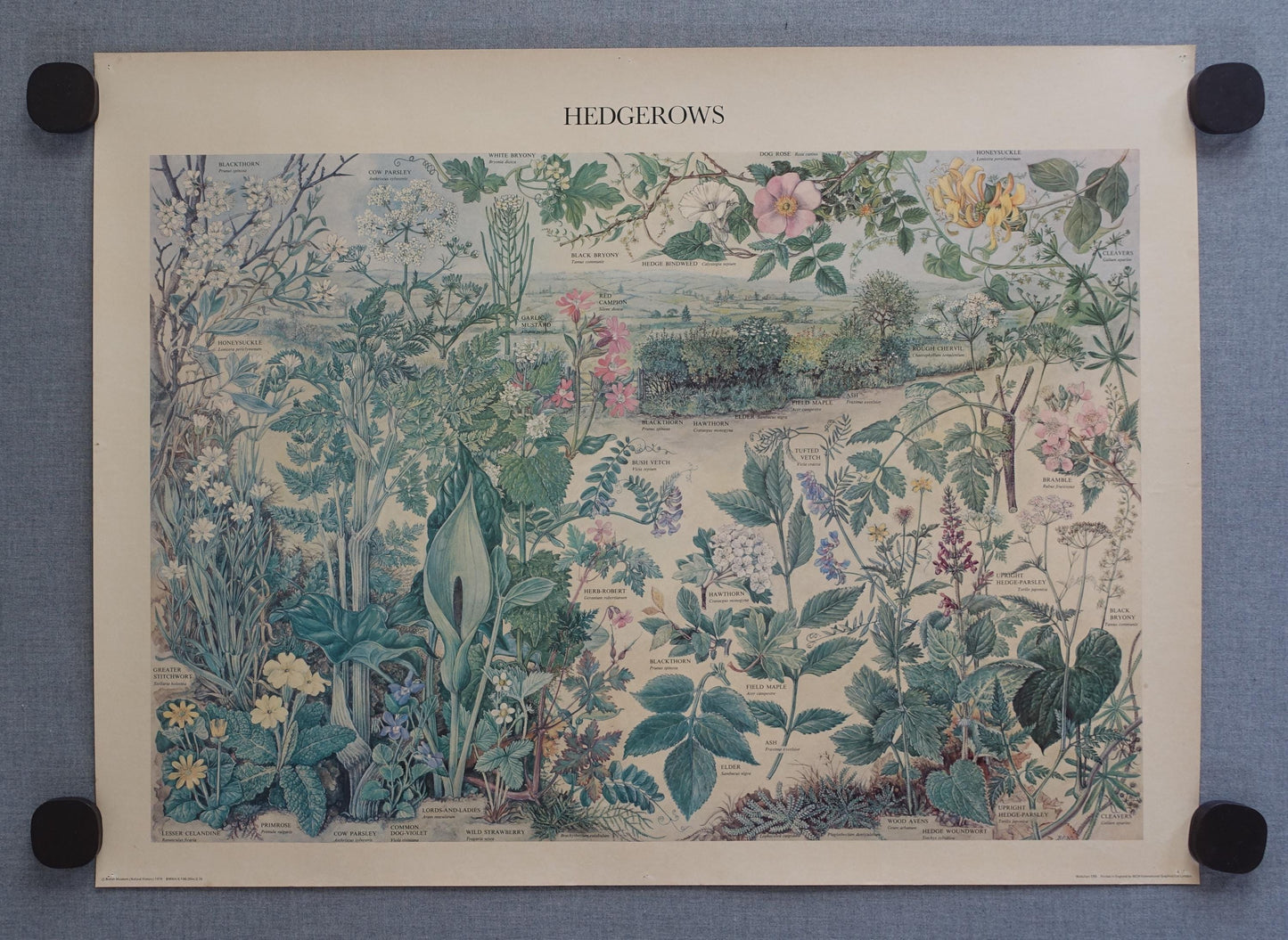 1976 Hedgerow Garden Poster - Original Vintage Poster