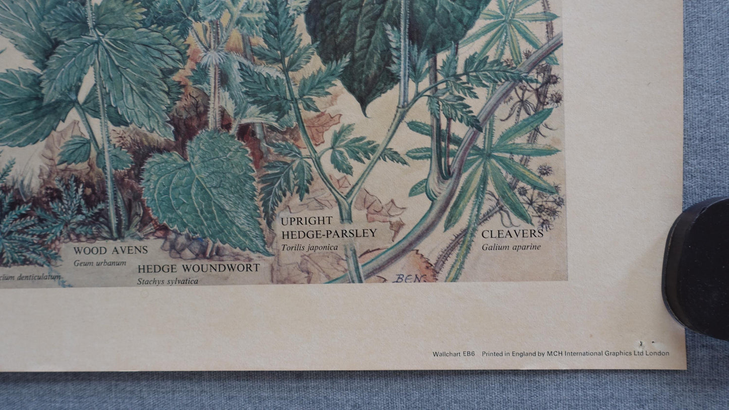 1976 Hedgerow Garden Poster - Original Vintage Poster