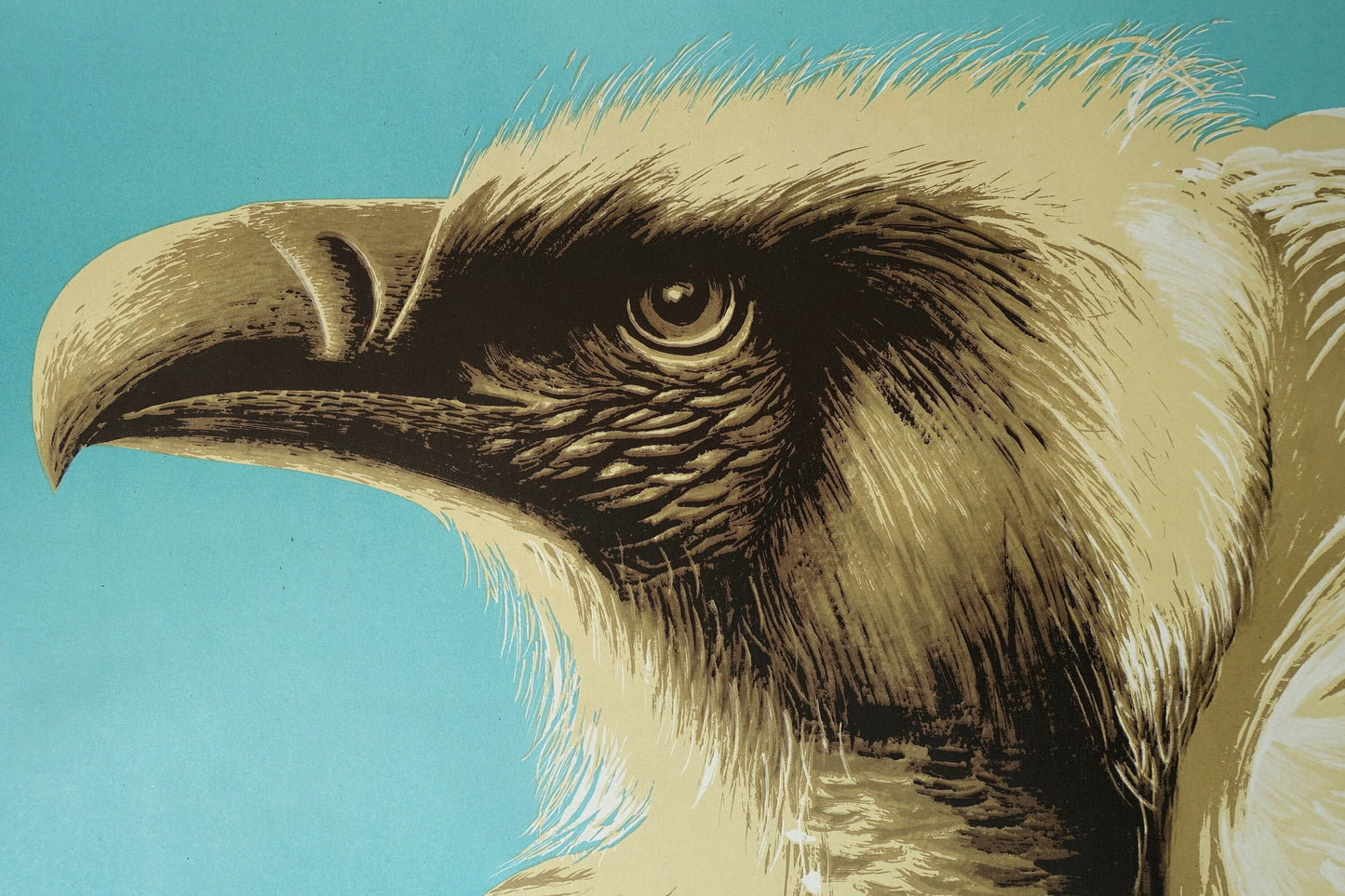 1965 Tierpark (Vulture) - Original Vintage Poster