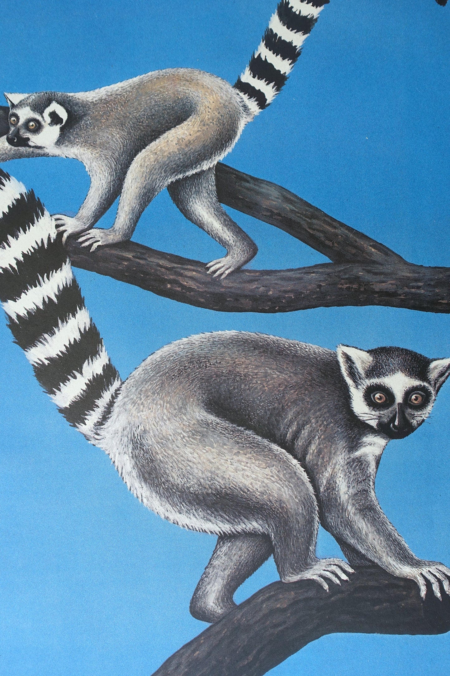 1986 Tierpark Berlin (Lemurs) - Original Vintage Poster